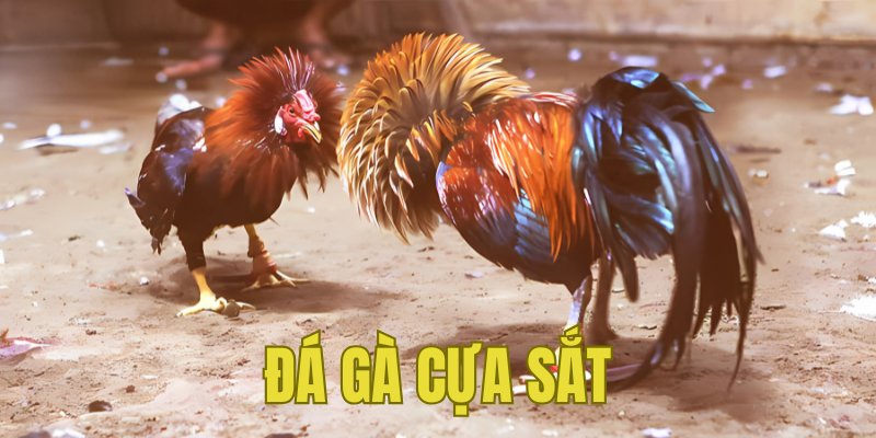 Banner www.vatlieuxaydungcmc.com